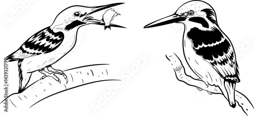 Kingfisher Water & Shore Birds silhouette Black and white drawing editable vector illustration with white background.
