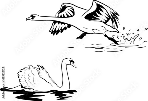 Swan Water & Shore Birds silhouette Black and white drawing editable vector illustration with white background.