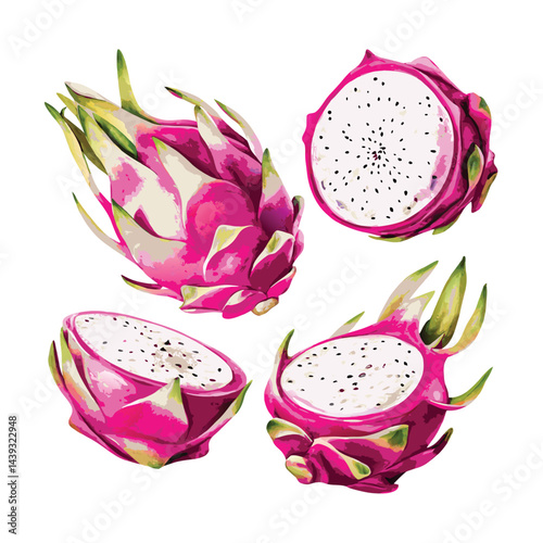 vector dragon fruit isolated on white background