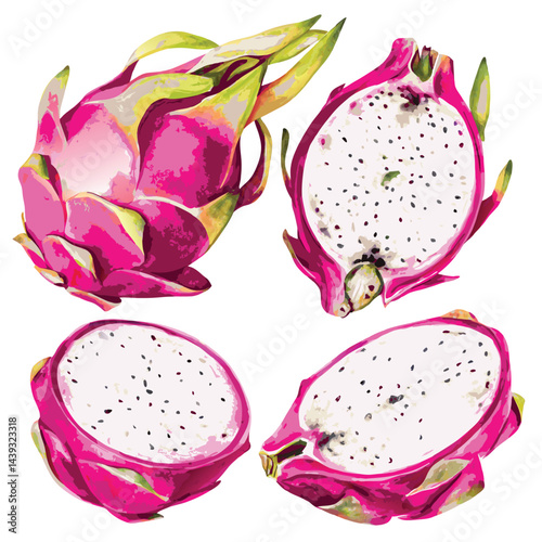 vector dragon fruit isolated