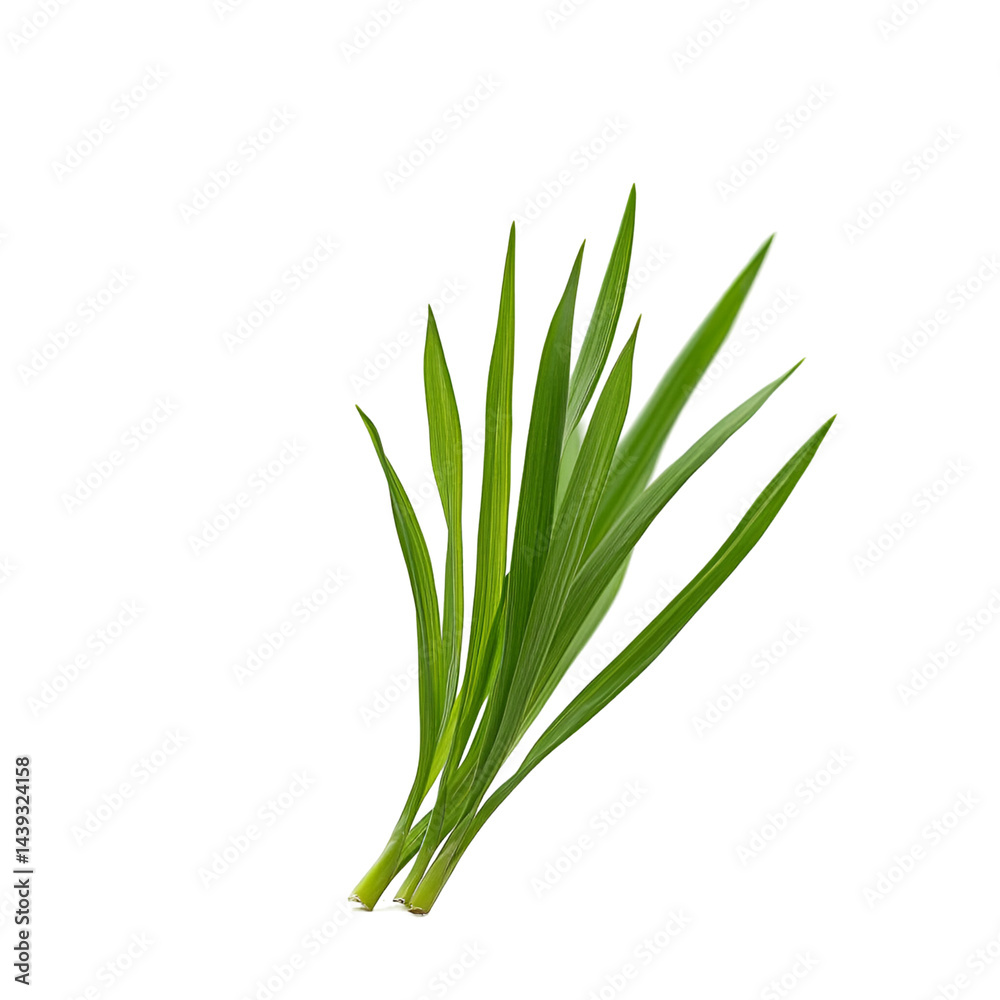 Obraz premium Closeup fresh green plant foliage against dark background