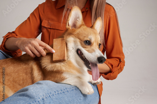 Corgi dog getting coat brushed by owner with wooden brush, promoting pet grooming and hygiene.