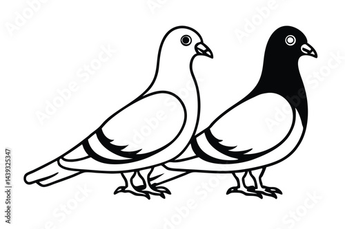 vector two pigeons on a white background