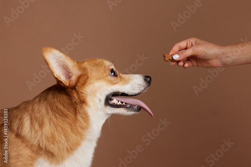 Happy Corgi dog with tongue out staring at treat held by owner's hand on brown studio background.