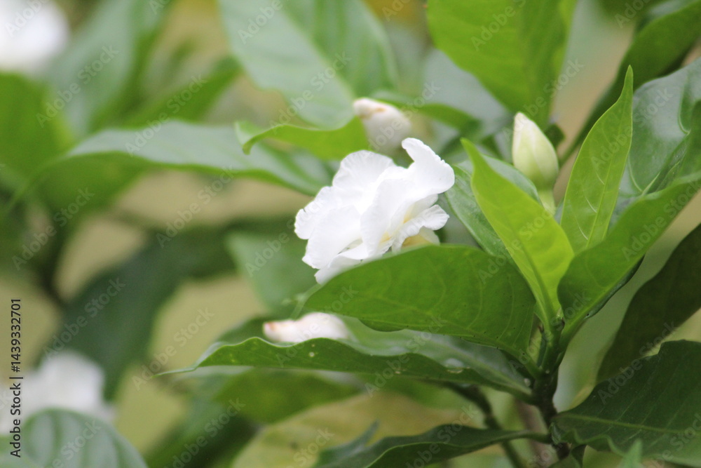 Obraz premium Pinwheelflower 