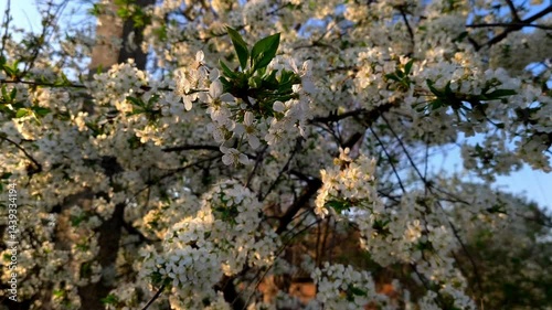 A tree with white flowers in the middle of a field