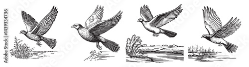Vintage Illustrations of Birds in Flight Captured in Detail, Set Logo design, Vector Illustration, Engraving style