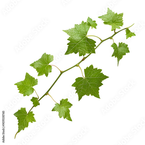 Wallpaper Mural Green leaves branch nature image Torontodigital.ca