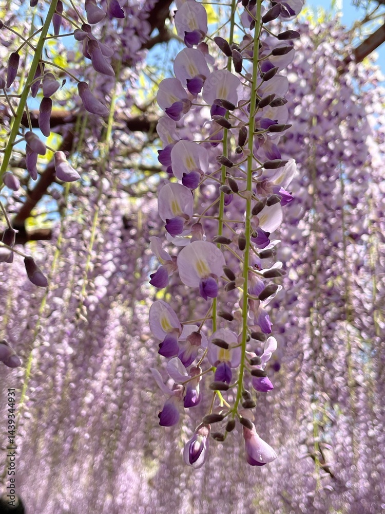 Obraz premium 下から見上げた藤の花の写真素材