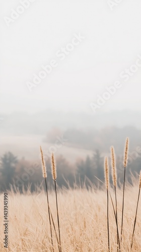 Barren Tundra Field with Beige Grass and Foggy Atmosphere