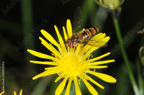 Schwebfliegen, Gemeine Winterschwebfliege, Episyrphus balteatus photo