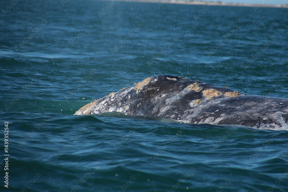 Naklejka premium Head of a gray whale up close during whale watching in Baja California Sur, Mexico