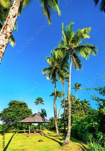 Obraz na płótnie Palm trees at Buzare Point in Cayenne, French Guiana w salonie