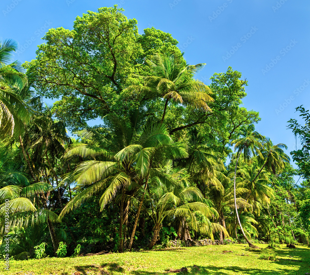 Lush palm trees on Saint Joseph Island, part of the Salvation Islands in French Guiana