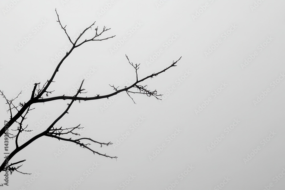 A solitary, bare tree branch silhouetted against a foggy gray sky, evoking a sense of isolation A solitary, bare tree branch silhouetted against a foggy gray sky, evoking a sense of isolation
