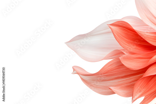 Obraz na płótnie Pink dahlia petals on background. Delicate powdery pink background with copy space w salonie
