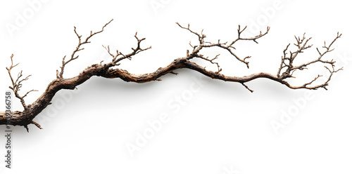 Obraz na płótnie A bare, gnarled branch isolated on white background w salonie