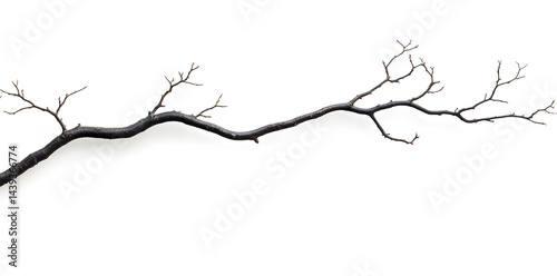 A bare, gnarled branch isolated on white background