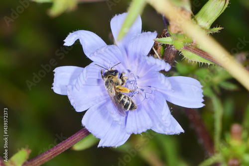  Gemeine Sandbiene,  Andrena flavipes photo