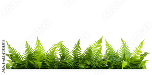 Obraz na płótnie Lush green ferns isolated on white background w salonie