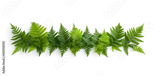 Obraz na płótnie Lush green ferns isolated on white background w salonie