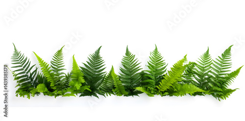 Obraz na płótnie Lush green ferns isolated on white background w salonie