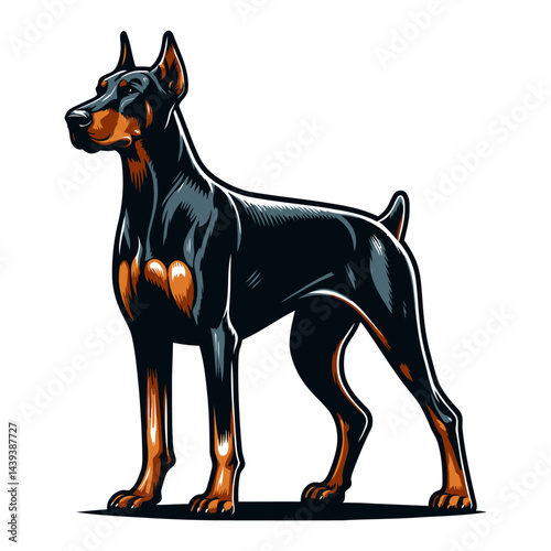 Doberman vector and illustrations.