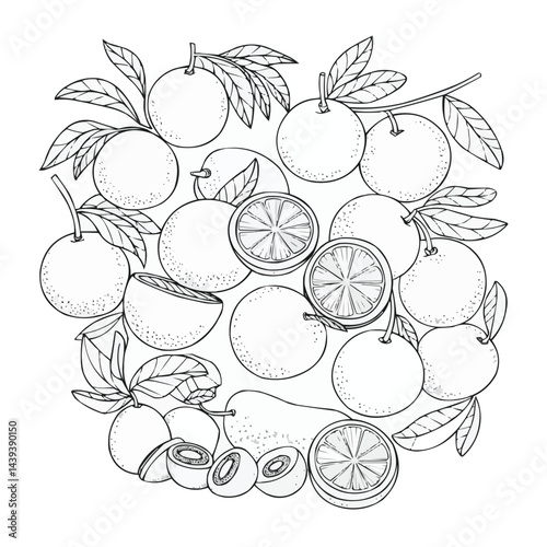 Tropical Citrus Assortment: Tangerines, Mandarins, Kiwis in Line Art