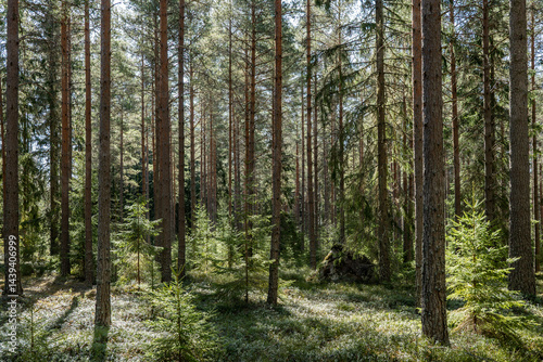 Landscape of pine tree forest in spring