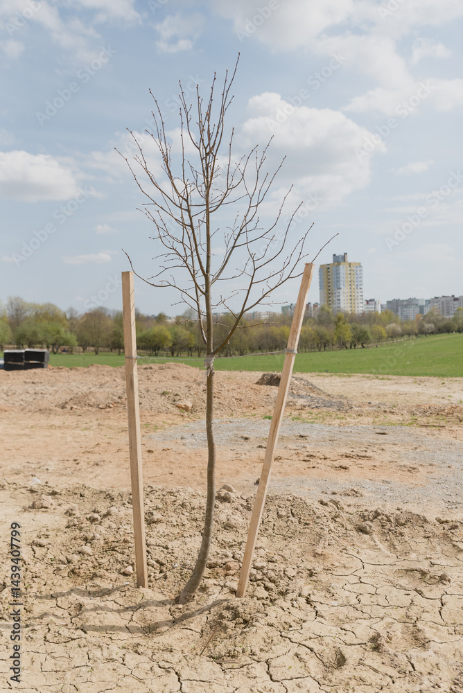 Planting young deciduous trees in the open ground Planting young deciduous trees in the open ground