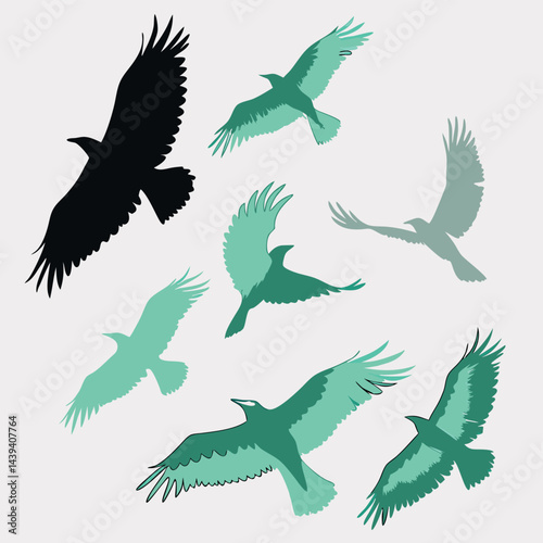 vector set of eagles. birds vector set for professional works
