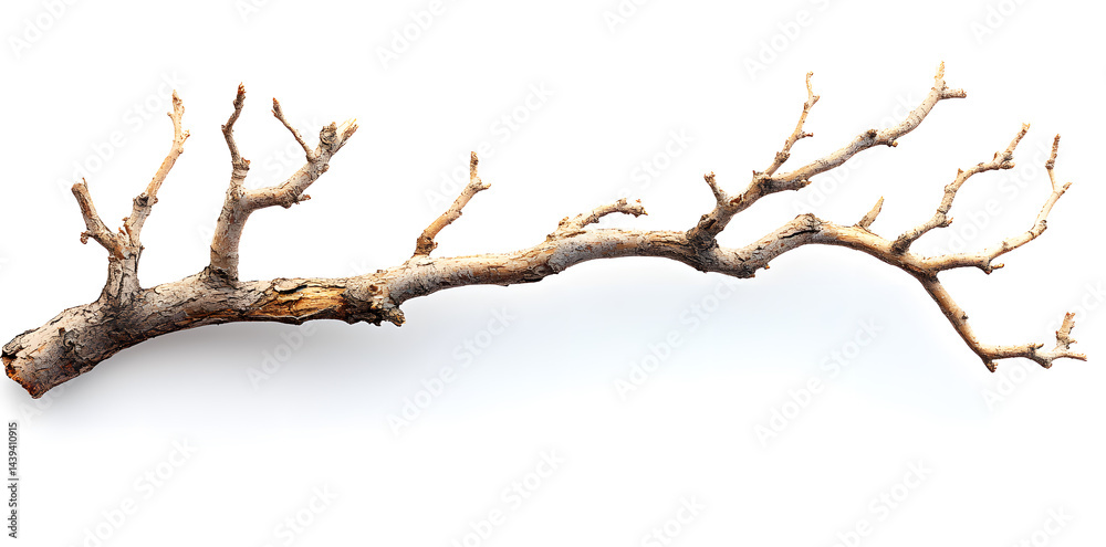 A bare, gnarled branch isolated on white background