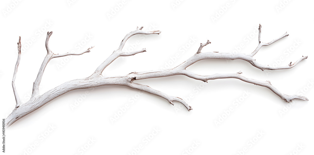 A bare, gnarled branch isolated on white background