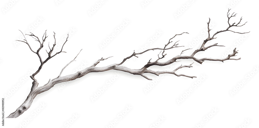 A bare, gnarled branch isolated on white background