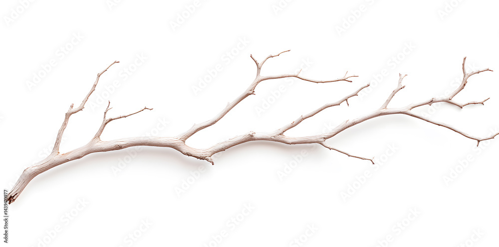 A bare, gnarled branch isolated on white background