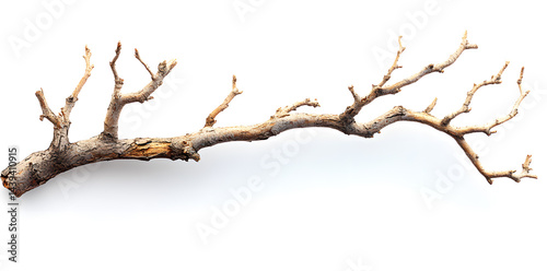 Obraz na płótnie A bare, gnarled branch isolated on white background w salonie