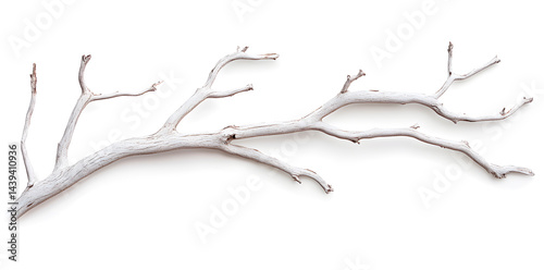 Obraz na płótnie A bare, gnarled branch isolated on white background w salonie