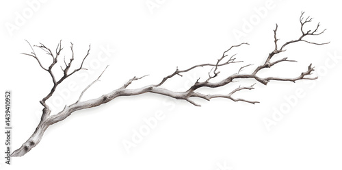 Obraz na płótnie A bare, gnarled branch isolated on white background w salonie