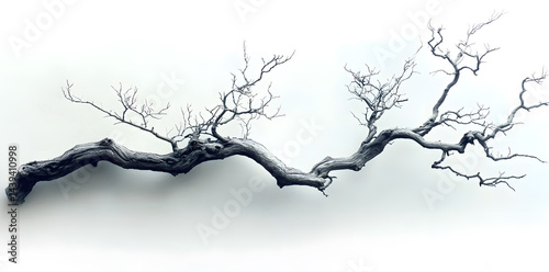 A bare, gnarled branch isolated on white background