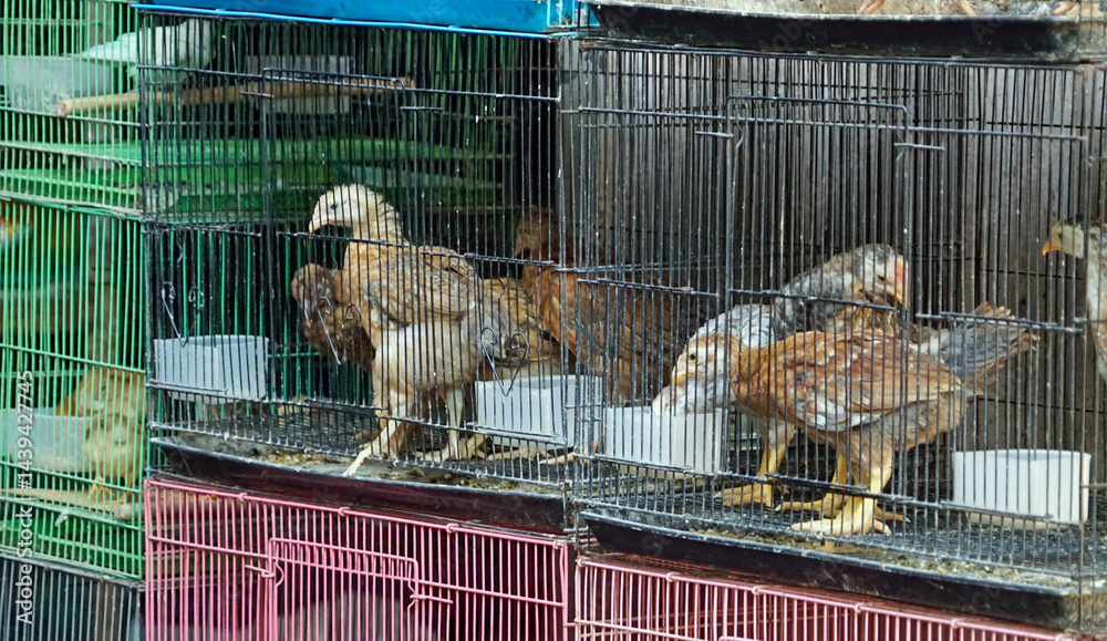birds for sale on a market