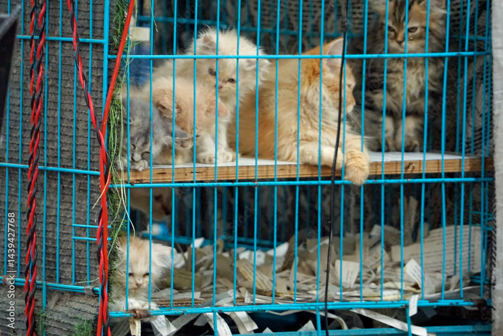 cat for sale on a market