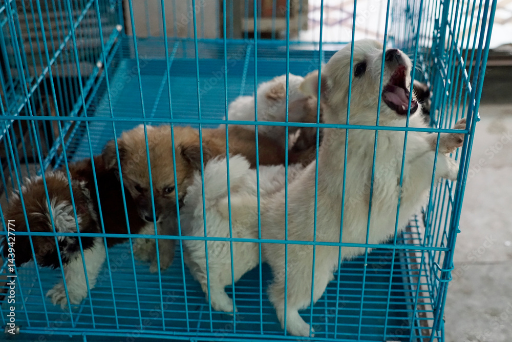 puppies in a cage on a market in mumbai
