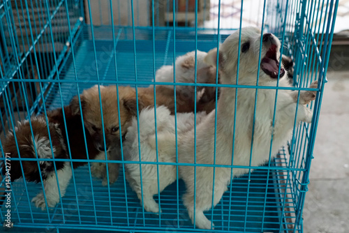 Obraz na płótnie puppies in a cage on a market in mumbai w salonie