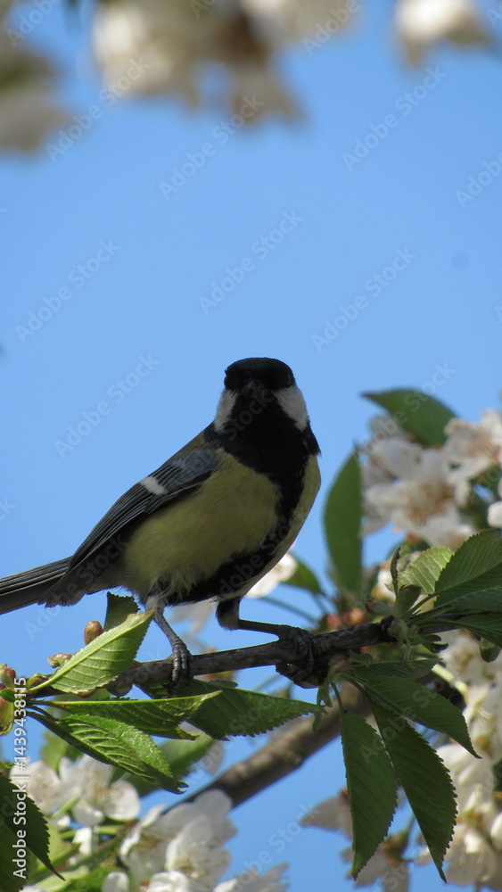 Obraz premium portrait of a tit sitting on a branch