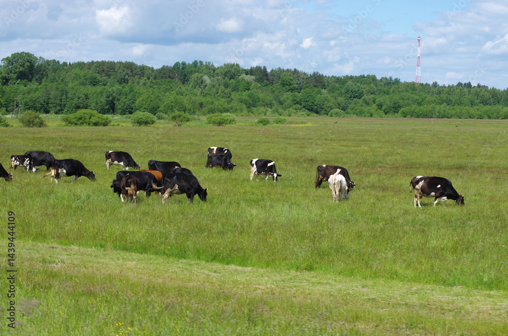 A herd of cows grazes and eats grass in a large green field and there is a cell tower in the distance behind the forest A herd of cows grazes and eats grass in a large green field and there is a cell tower in the distance behind the forest