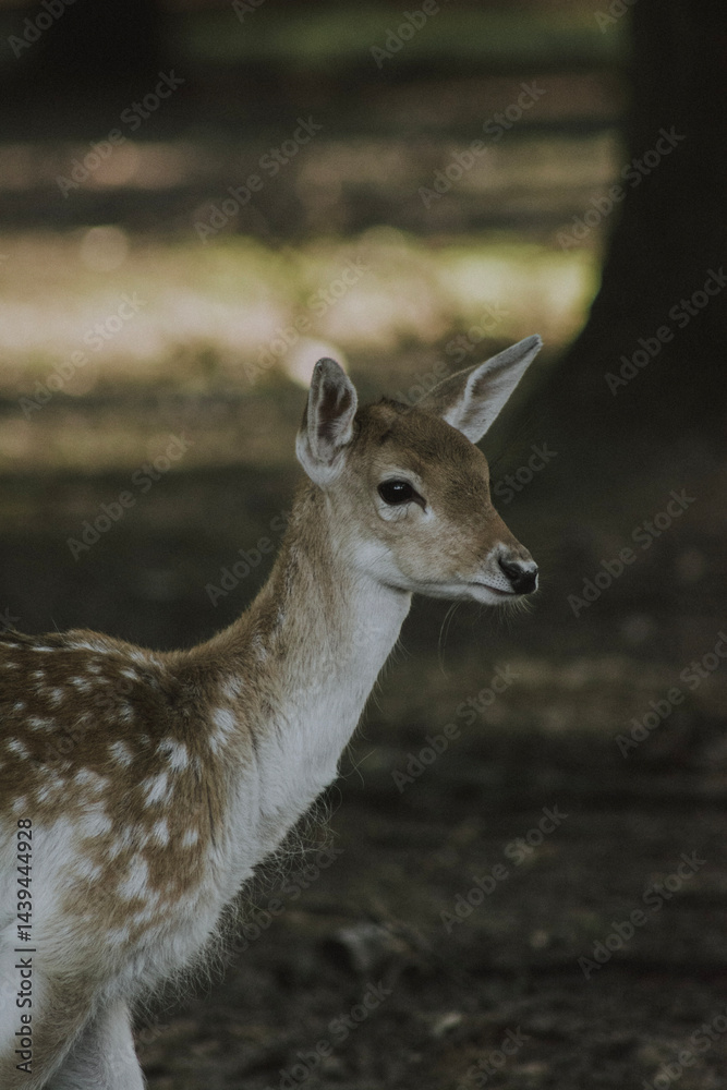 Sanfter Blick des Damwild-Kalbs im Wald Sanfter Blick des Damwild-Kalbs im Wald