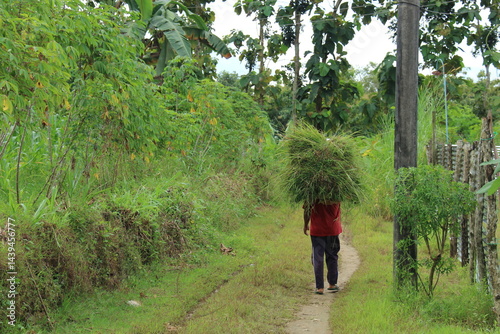 Photography a farmer carries a mound of grass for animal feed