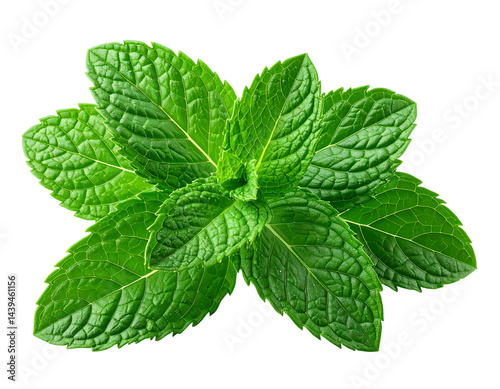 Fresh Mint Sprig
