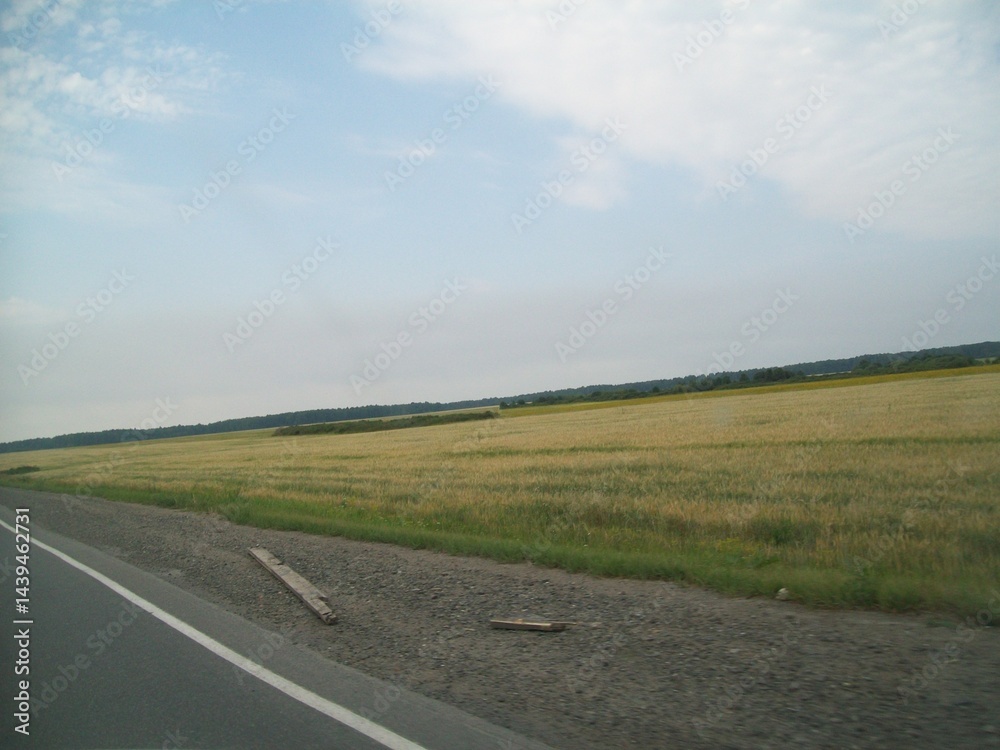 Expansive yellow fields near the roadside under a clear blue sky in rural landscape Expansive yellow fields near the roadside under a clear blue sky in rural landscape