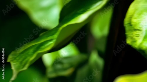 Close-up of a Womans Eye Hidden Among Lush Green Leaves